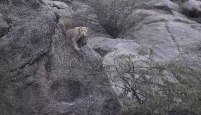 Pink Leopard spotted in Rajasthan