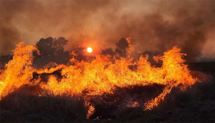 stubble burning