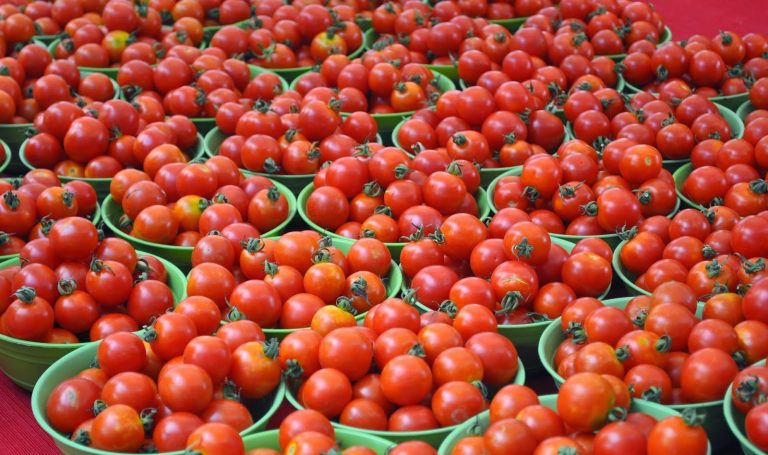After a sharp rise, tomato prices to come down soon, here is why