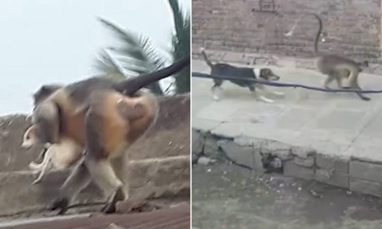 Maharashtra: Angry monkeys exact revenge by killing 250 dogs after a puppy kills a baby monkey