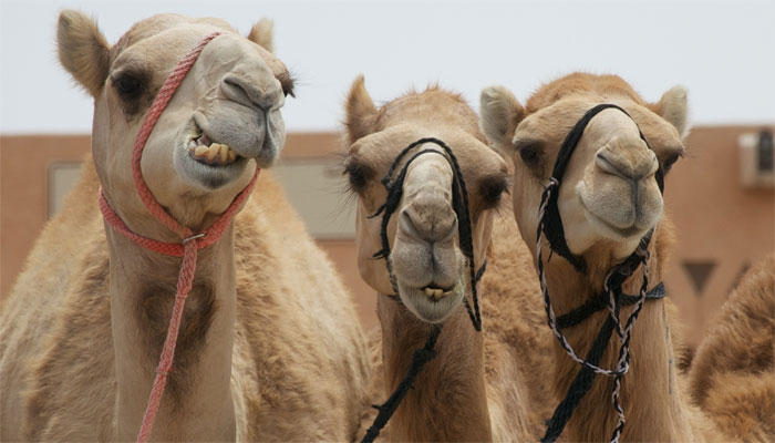 Over 40 camels disqualified from beauty contest in Saudi Arabia for using Botox
