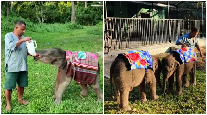 Winter has come: Baby elephants get blankets, snakes get room heaters