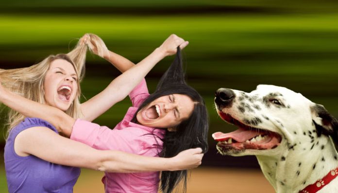 Germany: One dog owner bites another