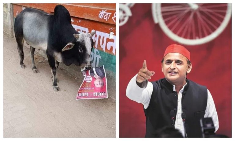 Tale of two UPs: Akhilesh promises compensation to those killed fighting bulls, while Yogi controlled stray cattle menace