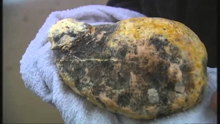 Maharashtra: Two arrested for smuggling ‘whale vomit’, ambergris worth Rs 1.1 crore seized