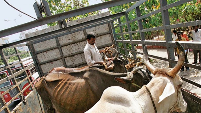 Mumbai: Aslam Qureshi, Salim Qureshi among 7 arrested for attacking animal activists, 5-7 tonnes of suspected beef seized