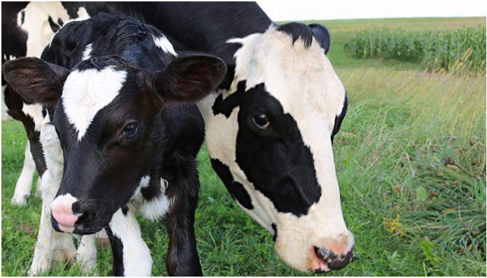 Cow slaughter banned in Dadra Nagar Haveli