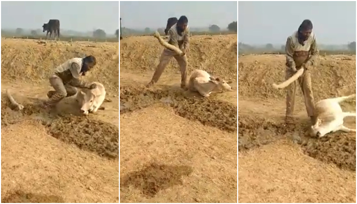 Uttar Pradesh: Man beats a cow mercilessly at a shelter, police file FIR after video of the incident went viral