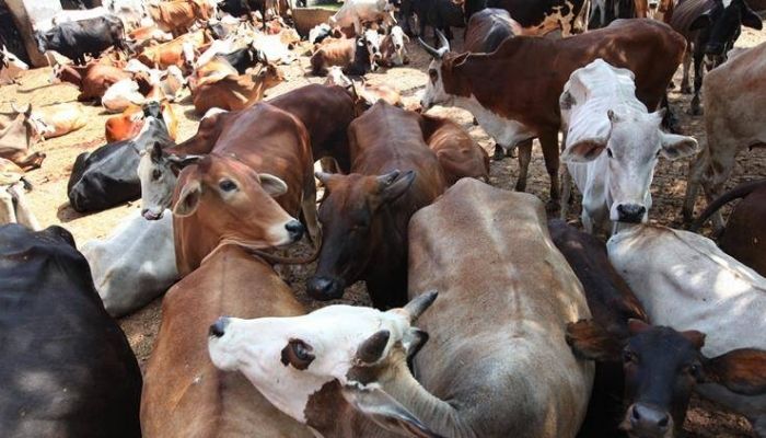 Illegal cow slaughter racket busted in Maharashtra’s Tarapur, FIR filed against 11 after cops were attacked during the operation