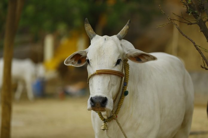 Muslim youths arrested for slaughtering cow over