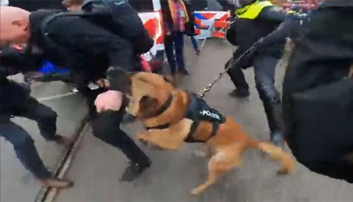Netherlands: Anti-lockdown protester mauled by police dog