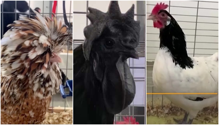 Libya hosts its first-ever beauty pageant for chickens to  redirect youth’s interest away from negativity and war