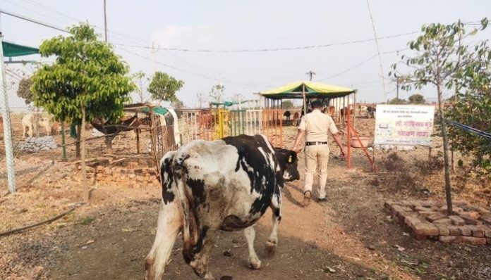 cows saved from slaughterhouse