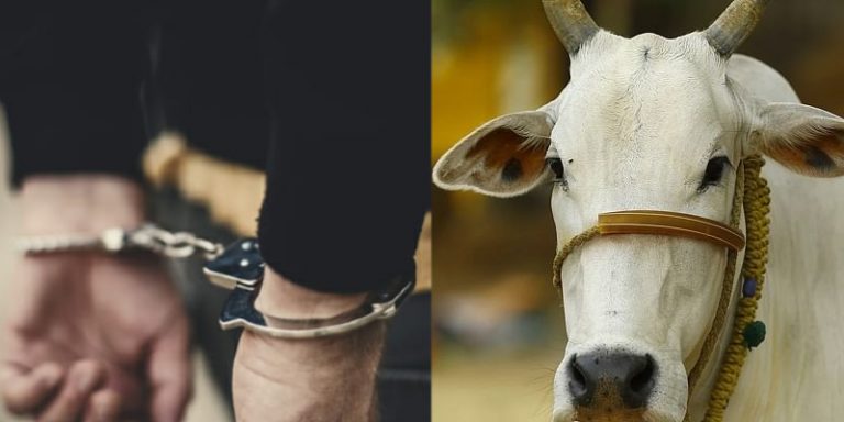 Uttar Pradesh: Shahabuddin rapes cow in broad daylight in Ayodhya, arrested after videos shared with police