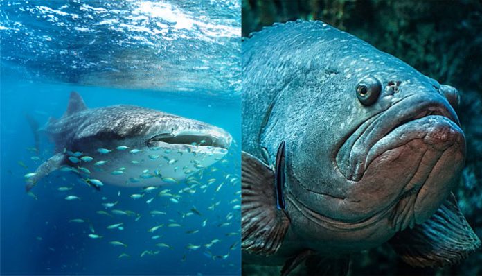 Conde Nast Traveller gets slammed by marine life lovers for calling a whale shark 'hideous sea monster'