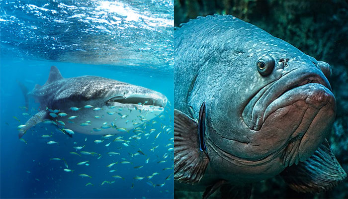 Condé Nast Traveller gets ‘fact-checked’ by ocean lovers, gets slammed for ‘negative’ post on whale sharks