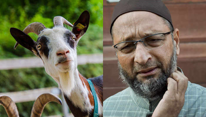 Hyderabad: 101 goats sacrificed for AIMIM chief Owaisi’s long life