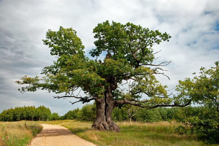NOT satire: Russia gets banned in tree competition, Poland wins ‘European Tree of the Year’ award