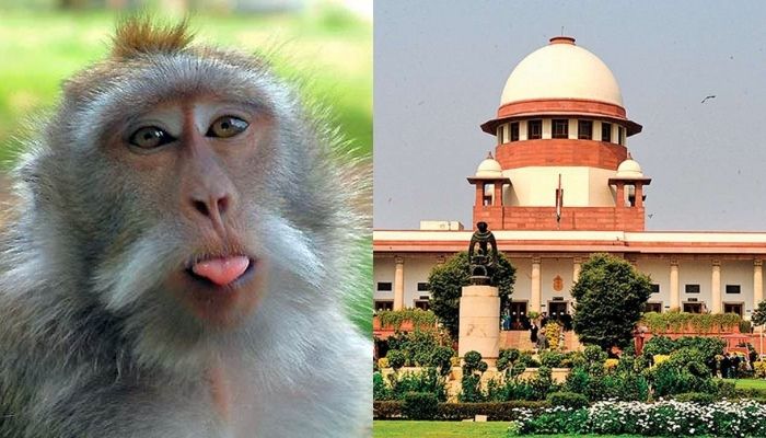 Supreme Court  to deploy ‘monkey scarers’ at judges’ bungalows due to monkey menace in Delhi
