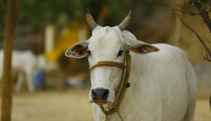 Uttarakhand: 32-year-old JCB driver Alam Ansari arrested for raping a calf
