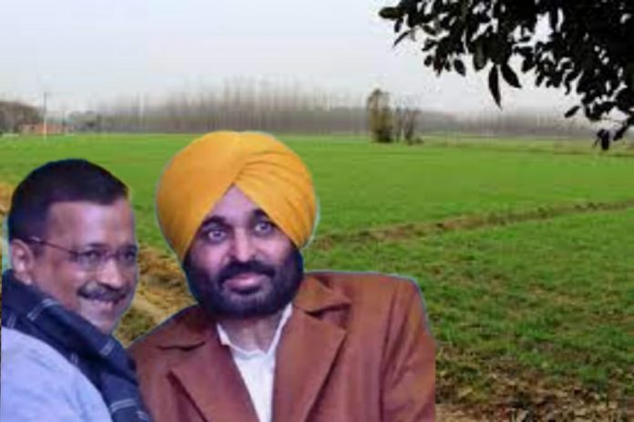 AAP Bhagwant Mann oath-taking ceremony AAP clears 40 acres of wheat field
