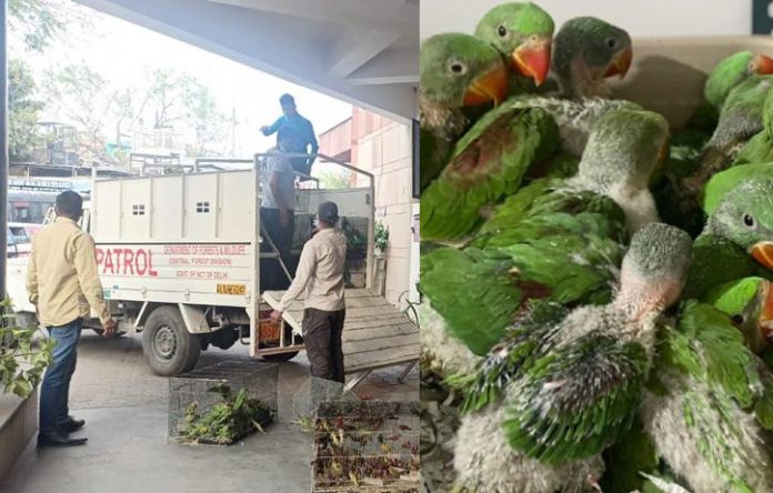 Delhi Police raids illegal bird market near Jama Masjid, many birds rescued
