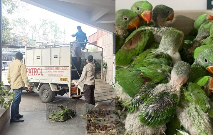 Thousands of birds rescued by Delhi Police in a raid on illegal bird market near Jama Masjid