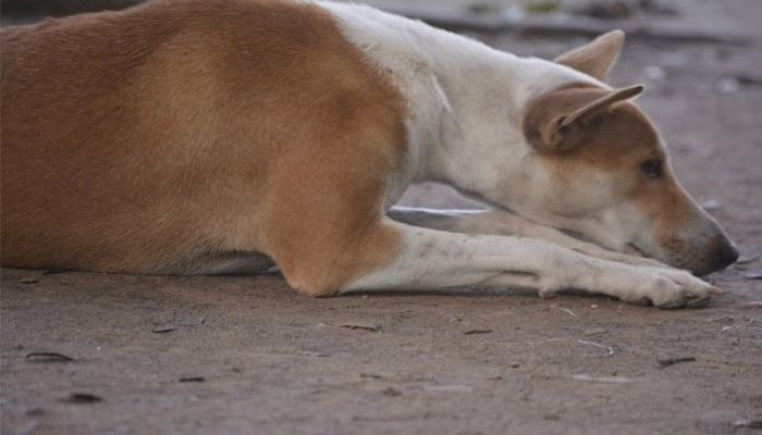 Maharashtra: 45-year-old Rizwan Shaikh arrested for raping a street dog