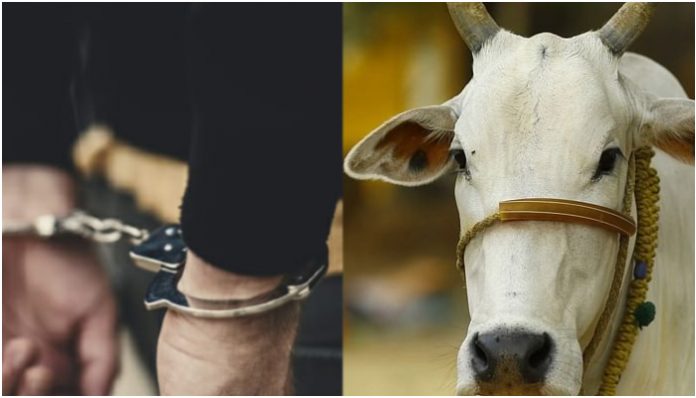 CCTV footage caught Majid performing unnatural sex with a cow