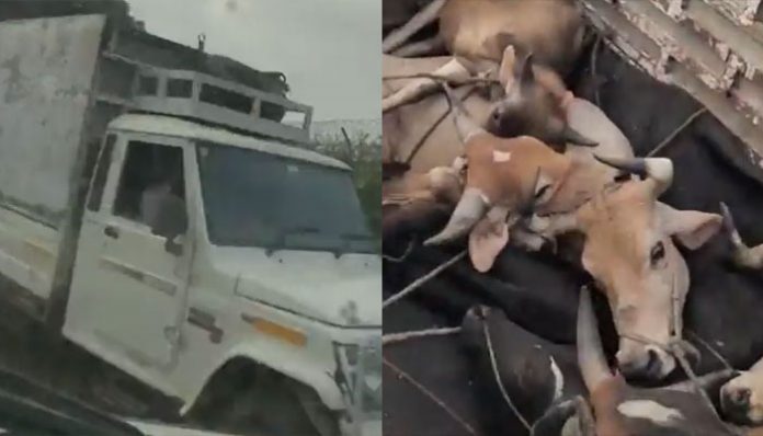 Gau Rakshak