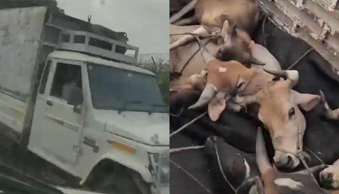 Daredevil Gau Rakshaks save cows from smugglers, ram their vehicle into the truck carrying cows