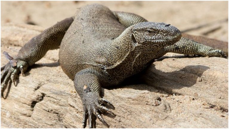 Bengal monitor lizard gang-raped in Sahydari Tiger Reserve in Maharashtra, four arrested