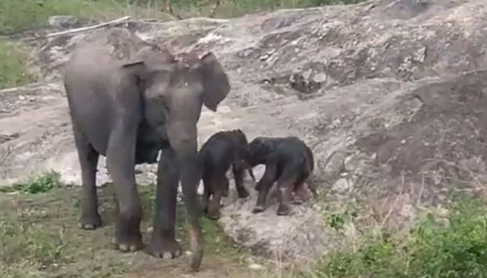 Twin elephants