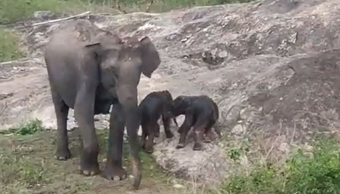 Bandipur Tiger Reserve witnesses rare twin elephant birth, new calves seen taking baby steps as mother watches
