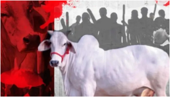Madhya Pradesh: Armaan Khan, 3 others, arrested for slaughtering a cow in Vidisha, tensions grip as stone-pelting follows, 13 arrested