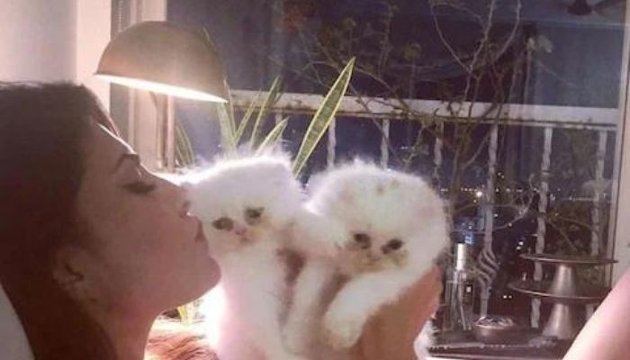 Three cats and a horse, all worth several lakhs, conman Sukesh Chandrashekhar’s gifts to Jacqueline Fernandez
