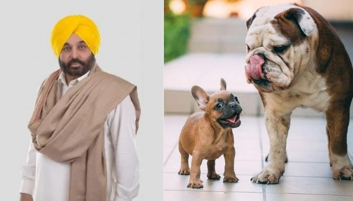 As law and order deteriorates in Punjab, CM Bhagwant Mann focuses on swiftly getting rid of pet dogs from govt accommodation within a week: Details
