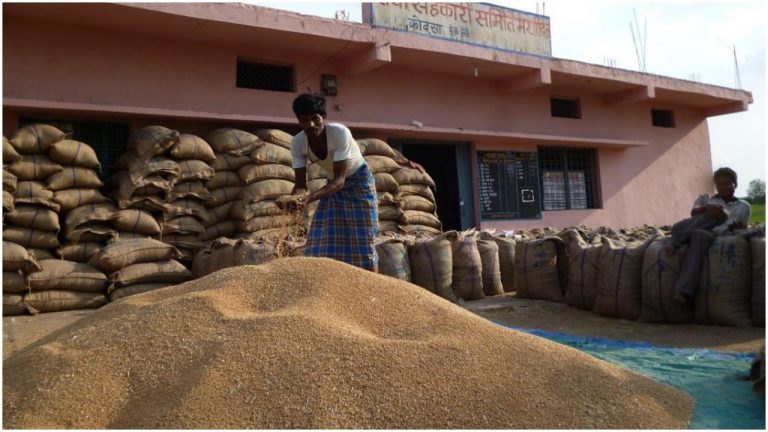 Media spreads canards as India bans wheat exports: Here are the reasons and how China hoards wheat to manipulate global prices
