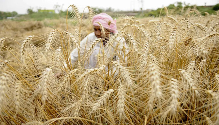 Domestic wheat prices fall up to 8 per cent after India imposes export ban: Details