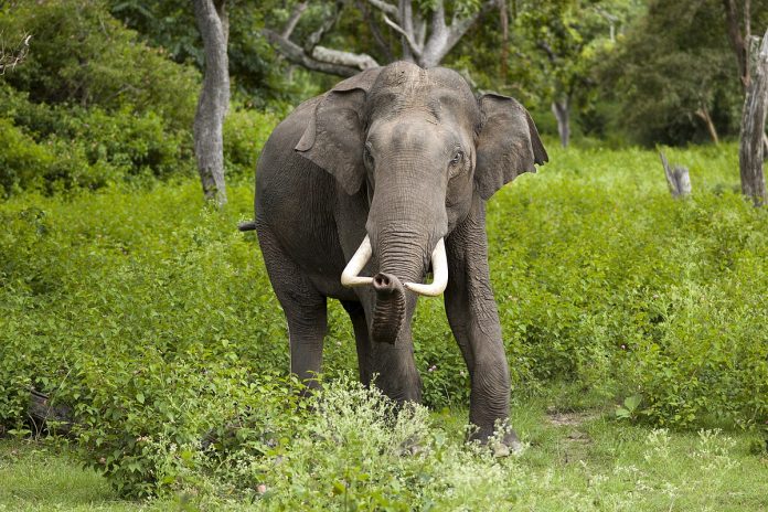 Odisha: Elephant attacks woman, then returns in the evening to attack her dead body