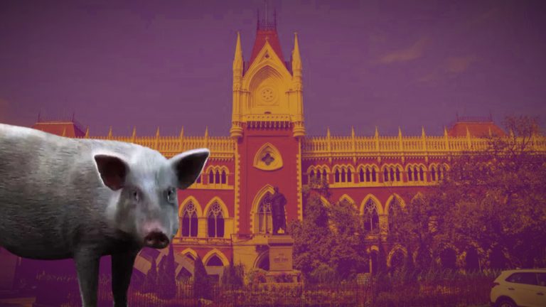 Calcutta HC orders high-level probe into abduction of a pig from Kalyani district court, directs legal action against police officer for inaction