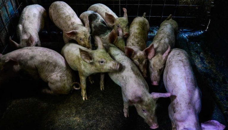 ‘Kill the pigs’: African Swine fever in Rahul Gandhi’s Wayanad, authorities ask for immediate culling