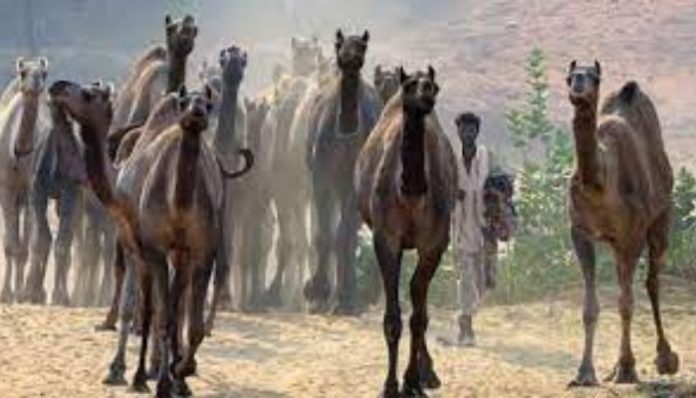 camels
