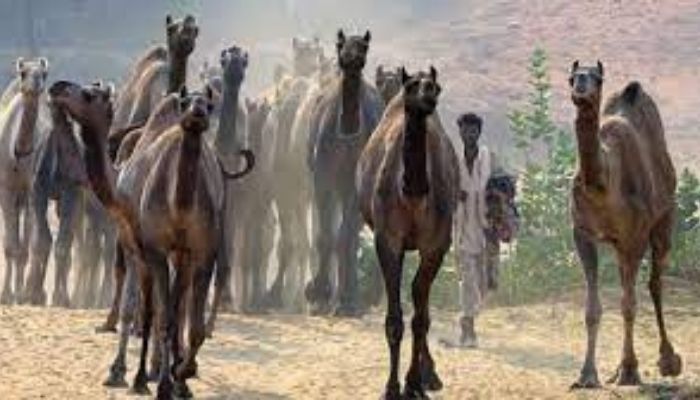 18 camels smuggled to Karnataka for slaughtering on Eid al-Adha rescued and sent back to Rajasthan