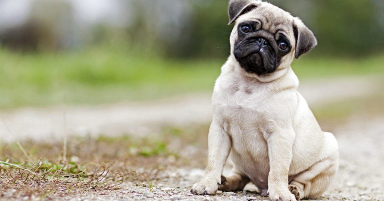 Qatar: Armed men slaughter 29 ‘unclean’ dogs at one go in Doha. Here is what we know so far