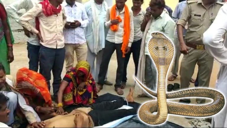 Jaani Dushman gets real: Villagers in UP claim a snake took revenge by killing a man who had killed her partner
