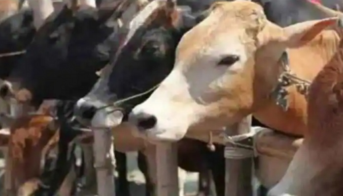 cow