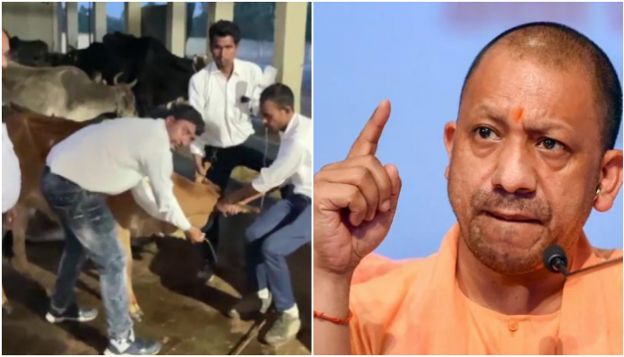 Amroha: Dozens of cows dead after consuming alleged 'poison-laced fodder', CM orders probe