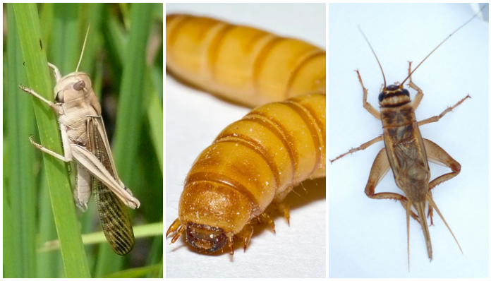 European Commission approves worms and locusts as food, tells people it is ok to eat insects