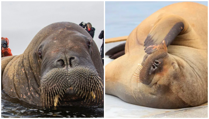 Norway: Authorities kill Freya the walrus after failing to make people stay away from her
